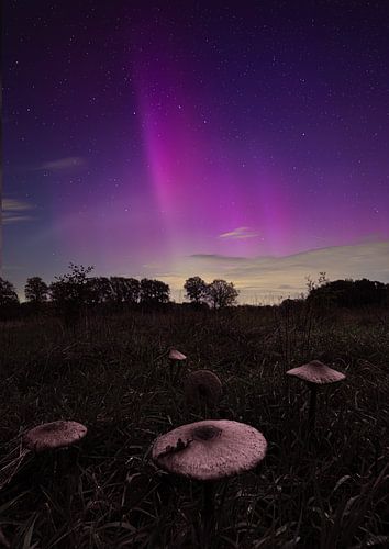 Northern lights and mushrooms