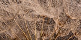 Umgeben vom holzfarbenen Flaum des Tragopogon von Marjolijn van den Berg