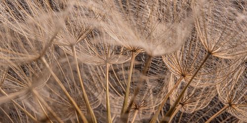 Omringd door houtkleurige pluisjes van de Tragopogon