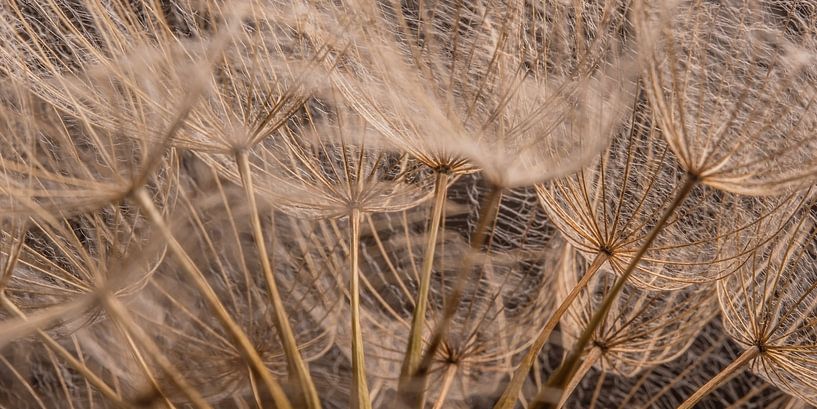 Surrounded by wood-colored fluff of the Tragopogon by Marjolijn van den Berg