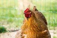 Poulet Orpington dans notre jardin