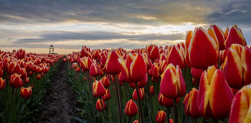 tower between the tulips by peterheinspictures