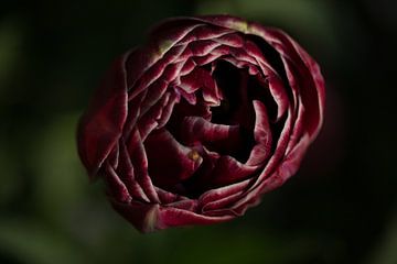 Donkere tulp van Jovas Fotografie