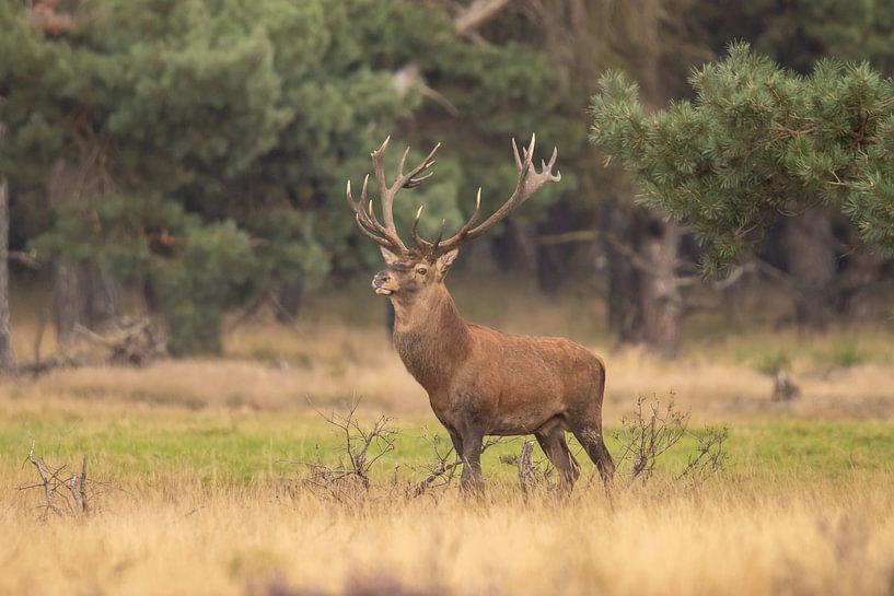 Deer on the Hoge Veluwe, rutting season by Gert Hilbink