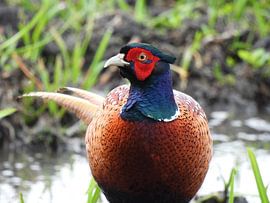 Pheasant by Patricia_fotografeert