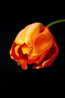 Oranje tulp op zwarte achtergrond