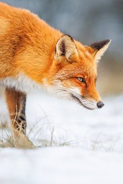 fox by Pim Leijen