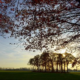 Blick über eine Wiese mit Bäumen in der Morgensonne von Joke te Grotenhuis