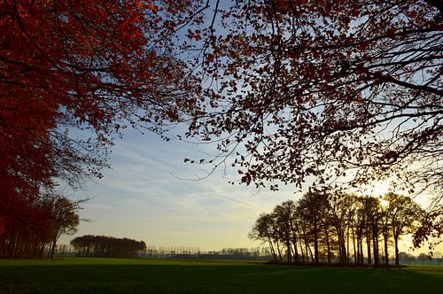 vue sur un pré bordé d'arbres baigné par le soleil du matin