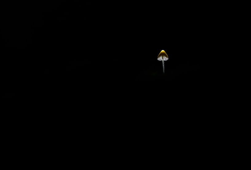 La lumière dans l'obscurité par Milou Hinssen