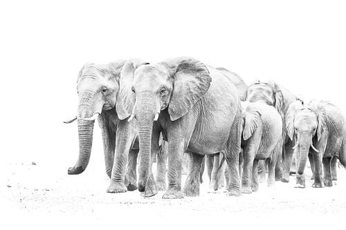 Elefantenherde