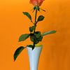 Rode roos in witte vaas met oranje achtergrond van W J Kok