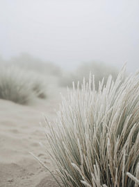 Winter am Meer: Minimalistisches Strandgras im Frost