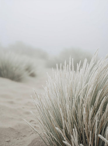 Winter am Meer: Minimalistisches Strandgras im Frost