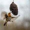 roodborstje vliegt tijdens het eten van Jeroen van Deel