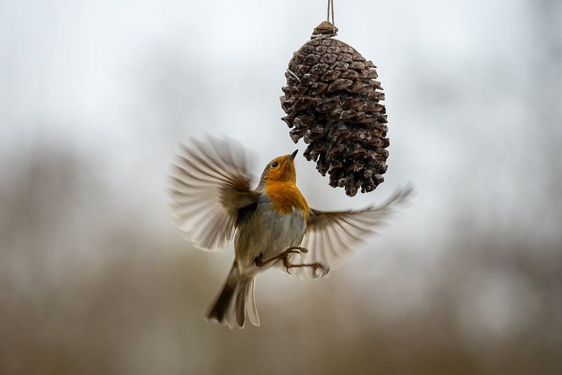 roodborstje vliegt tijdens het eten van Jeroen van Deel