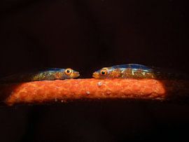 gobies face à face sur du corail rouge.