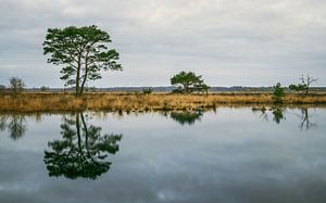 Nationalpark Dwingelderveld