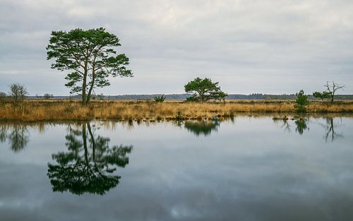 Nationaalpark Dwingelderveld