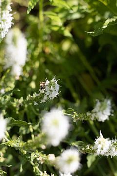 Mooie witte bloem met insect van Cheyenne Bevers Fotografie