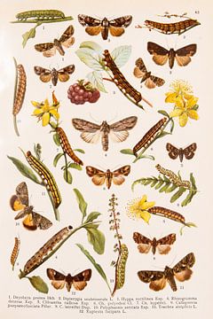 Plaque ancienne en couleurs représentant des papillons et des chenilles sur Studio Wunderkammer