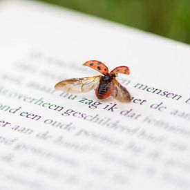 Lieveheersbeestje op een boek van Evy De Wit