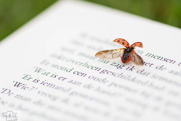 Lieveheersbeestje op een boek