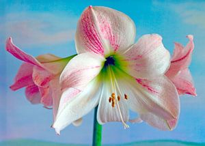 Amaryllis