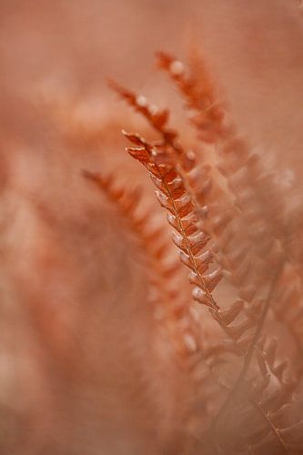Autumn photography. The fern