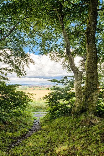 Uitzicht over de korenvelden vanuit het bos op de heuvel