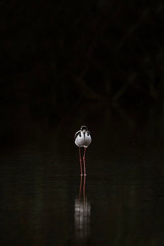 Contemplatie in Contrast Steltloper in het Duister Vogel minimalistisch