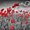 Idyllic Field of Poppies with Sun by Melanie Viola