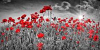 Idyllic Field of Poppies with Sun
