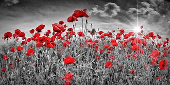 Champ de coquelicots idyllique | colorkey