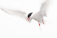 Seagull by Annette Sturm thumbnail