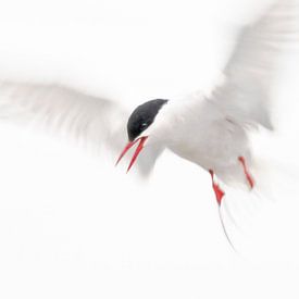 Seagull by Annette Sturm