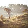 Duinlandschap zonsopkomst tilt shift van Karel Ham