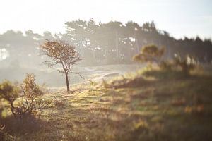 Duinlandschap zonsopkomst tilt shift