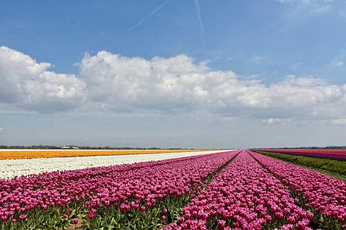 BLOEMBOLLENVELDEN/FLOWERING BULBS FIELDS