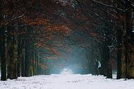 Winter Colors van Martin Podt thumbnail