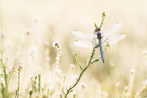 Zonnige beekoeverlibel