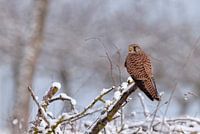 Kestrel in winter