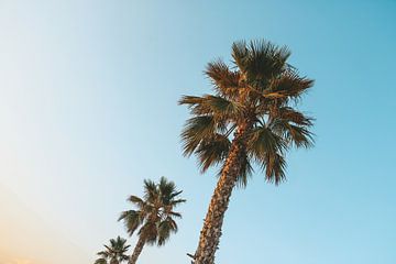 Palmbomen in Alicante van Sven van Rooijen