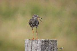 Redshank on pole by Leo Kramp Fotografie