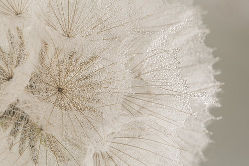 Natuurlijke landelijke kleuren: Een pluizenbol van een Morgenster (Tragopogon)