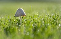 Early mushroom