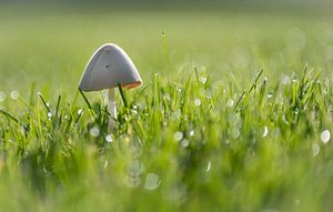 Champignon précoce