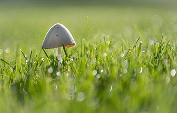 Champignon précoce sur Rene van Heerdt