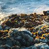 Natural wild oysters on the Zeeland coast by Fotografiecor .nl