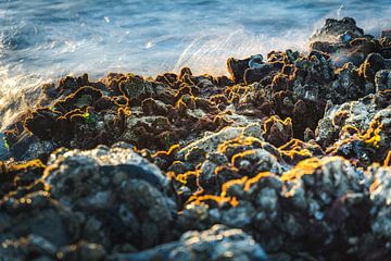 Huîtres sauvages naturelles sur la côte zélandaise sur Fotografiecor .nl